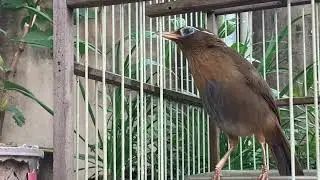 Họa Mi hót không đóng cửa / Cám Họa Mi Tuấn Mi