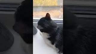 #кот #осень #золотая_осень #котики #животные #кайф #рек #топ #shorts