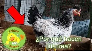 Por que los pollos o gallinas hacen DIARREA??