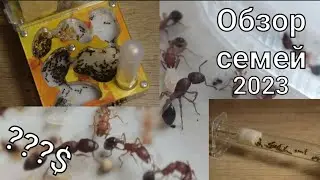 Обзор семей 2023. СКОЛЬКО Я ПОТРАТИЛ НА МУРАВЬЕВ?!