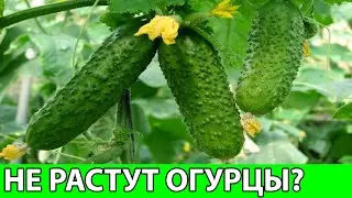 6 ПРИЧИН ПОЧЕМУ НЕ РАСТУТ ОГУРЦЫ