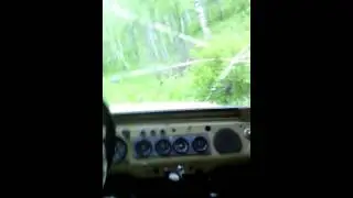 В тайге за черемшой