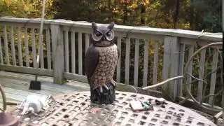 owlhead