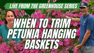 When to TRIM Petunia Hanging Baskets - Why & How - Live from the Greenhouse series