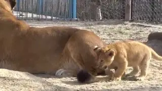 Неуловимая добыча
