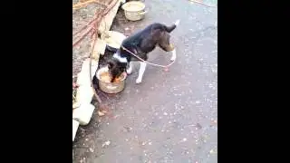 Пёсики 1