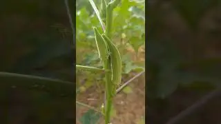 Lady Finger (Bhindi) Plant 🌿