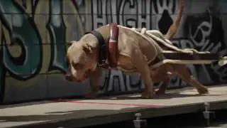 How to train your dog to weight pull - 101