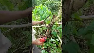 Eksperimen 1: Membunuh kayu