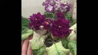 ЕК-Бархатная Королева сорт и спорт