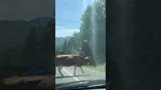 Трасса чуйский тракт 