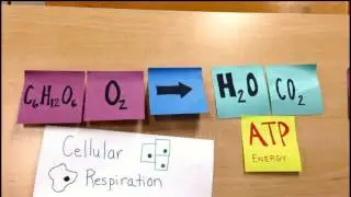 Photosynthesis and Cellular Respiration