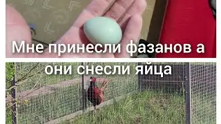 Мне принесли фазанов а они снесли яйца.Пришлось делать инкубатор.