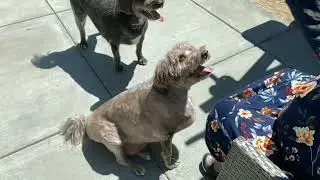 Lulu’s Joy