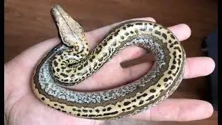 Slackline Lvl 3 Lyly Batrix- word soup of world's first blood pythons