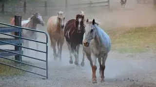 Western Pleasure Guest Ranch, Idaho