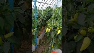 Перец вершковать, а зачем? 24.08.2024г