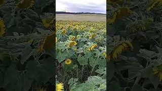 Sunflowers