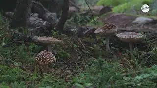 Наша Сибирь 4К: Шорская Тайга