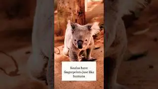 Koalas have Fingerprints just like humans 😱🤯 #koalas #animals