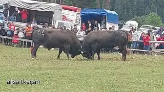 DİRİLİŞ - ASLAN   /  DALAHET 2024 BAŞ BOYU FİNALİ