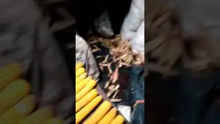 Чистка кукурузы