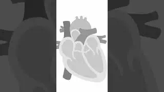 Understanding Heart Segments and Connections #Shorts #echocardiography #pediatrics