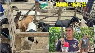 FEIRA DE GADO, CAPRINOS, OVINOS E MUITO MAIS DE ABREU E LIMA-PE SÁBADO:16/11/24