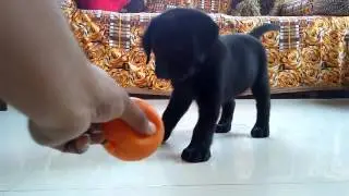 Labrador puppy
