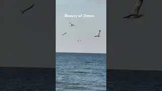 Amazing Oman #youtube #youtuber #youtubeshorts