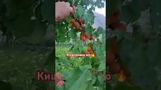 #tajik 😌#tajikistan #deha #live #beautiful #shortvideo 😋