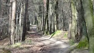 Vlog: 7.4.16 / Waldspaziergang