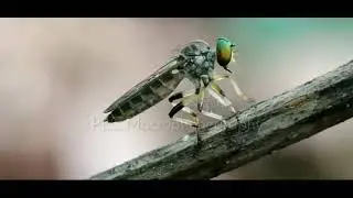 PLC MACROPHONEGRAPHY | asli jepretan dari camera xiaomi