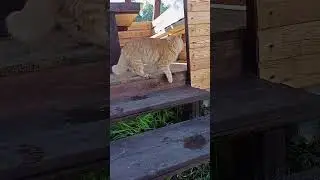 Дружба рыжего Барсика и чёрного кота продолжается
