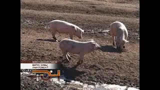 Вирус чумы уничтожен?