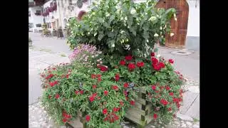 "Prächtige Blumenkübel in Mittenwald-Bayern"- Wolfgang Schmökel