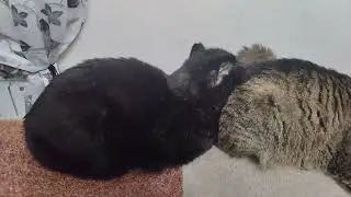 Коты помирились.
