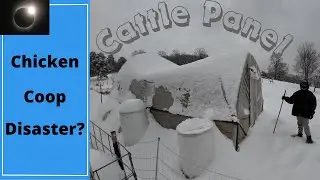 Chicken Coop Disaster