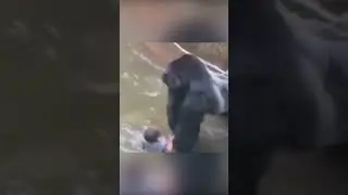 An incident at the zoo. Boy in an enclosure with a gorilla