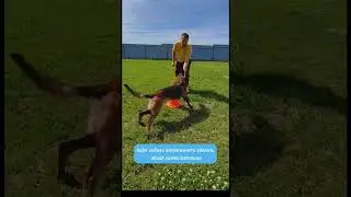 How to teach a dog the place command