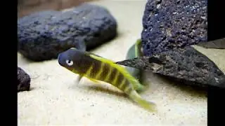 Tropheus brichardi Ujiji dominant male courting - PISCES