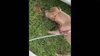 I can’t breed no more we sold her 😢
