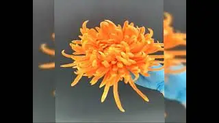 Fruit carving A flower decoration Plate decorations