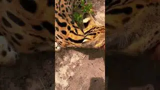 Sweet Serval