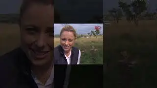 Lion goes after television crew | 60 Minutes Australia