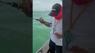 Big Grouper on Crusader Tenya on board Spanish Dancer 2