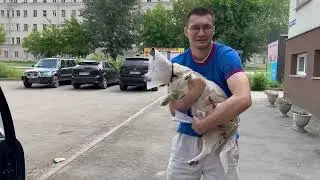 СПАСЛИ СОБАКУ СДЕЛАЛИ ОПЕРАЦИЮ верим в добро ?