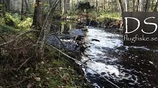 Big trout spawning (Öringlek)
