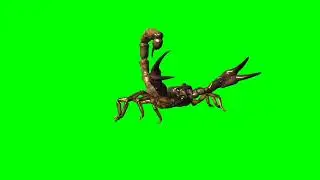 Scorpion // scorpion rise from sand //  