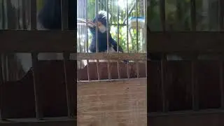 JALAK UREN MOMPA